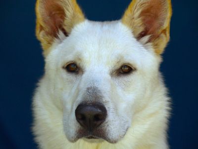 Josie - German Shepherd Dog Female Dog for Adoption