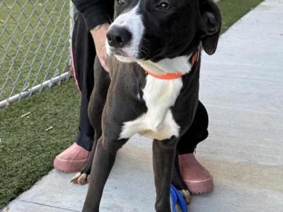 Dia - Labrador Retriever Female Puppy for Adoption