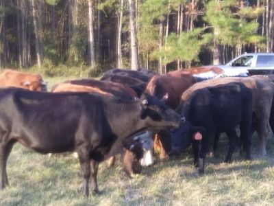 Bred Brangus Angus and Hereford crossbred cows