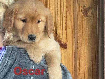 Golden Retriever Puppies!! For Christmas!