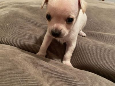 Chihuahua puppy for sale “ Olaf “