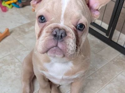 French Bulldog