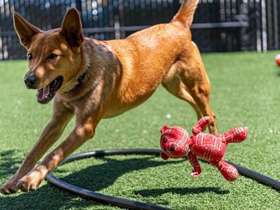 Truffles - Mixed Breed (Medium) Female Dog for Adoption