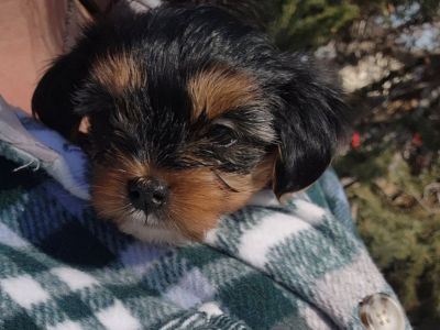 Yorkie/Maltese mix Puppies for Adoption