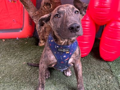 Ninja - Pit Bull Terrier & Shepherd Mix Male Puppy for Adoption