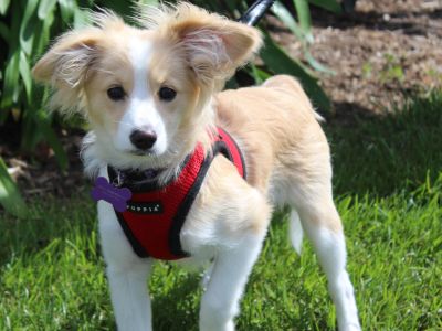 Teddy - Pomeranian & Pembroke Welsh Corgi Mix Male Dog for Adoption