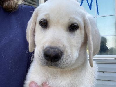 Lab Puppies