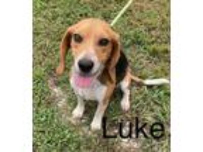 Adopt Luke a Black Beagle / Mixed dog in Yellville, AR (39061405)