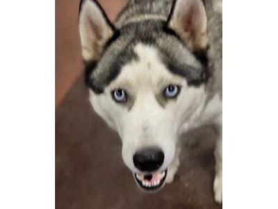 CHARLES - Husky Male Dog for Adoption