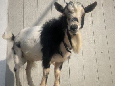 Nigerian Dwarf Goats