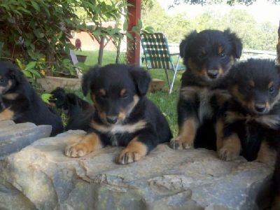 English Shepherd pups!