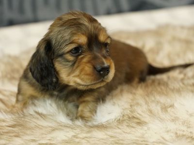 Dachshund puppy for sale - AKC