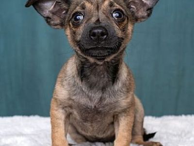 Mama Mia: Sky - Pug/Chihuahua Mix Male Dog for Adoption