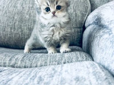 Scottish longhair kitten