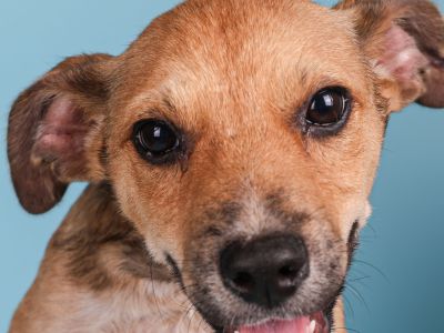 Trigger - Australian Cattle Dog / Blue Heeler Male Puppy for Adoption