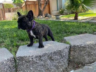 Brindle female french bulldog