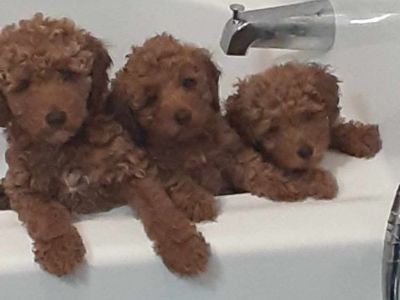 Miniature Poodle puppies (3 Males only)