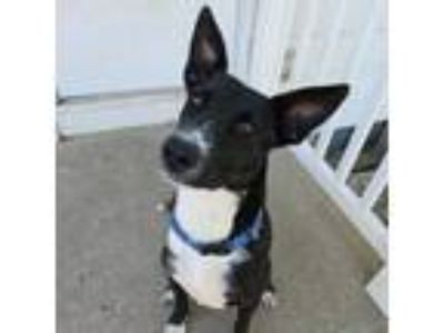 Adopt Josey a Border Collie, Mixed Breed