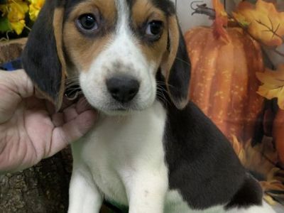 Beagle Babies. Prespoiled