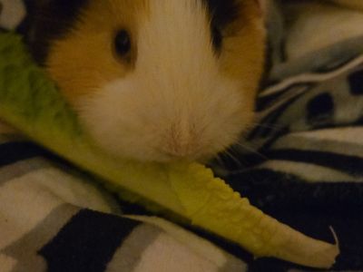 Aspen - Guinea Pig Female for Adoption