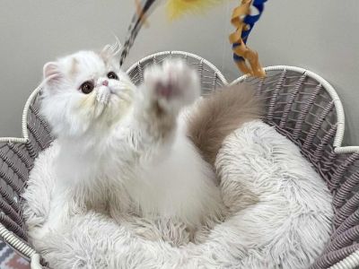 Pure Persian show potential boy. CFA