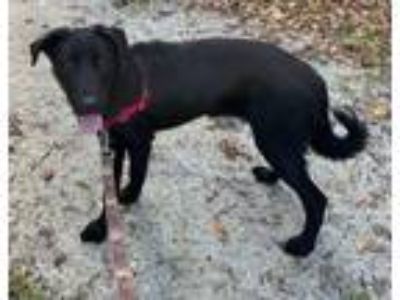 Adopt CASEY a Black Labrador Retriever, Shepherd