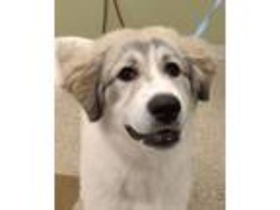 Adopt Winnie a Great Pyrenees