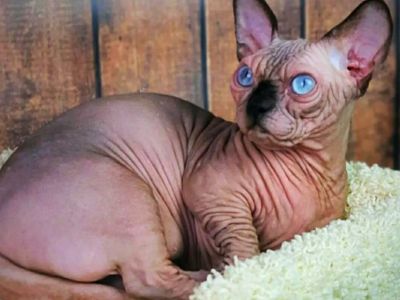 SPHYNX KITTENS CALIFORNIA