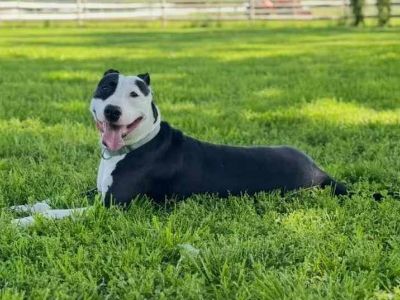 Daphne - American Pit Bull Terrier Female Dog for Adoption
