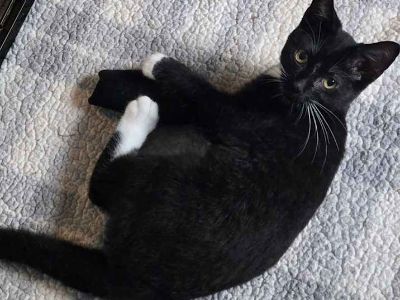 Peanut & Walnut - Domestic Shorthair Female Cat for Adoption