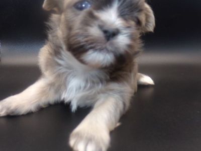 AKC  Imperial Shih Tzu Blue Skye