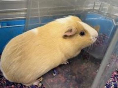 NUGGET - Guinea Pig Male for Adoption