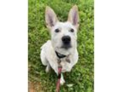 Adopt Flubber a Cattle Dog, Mixed Breed
