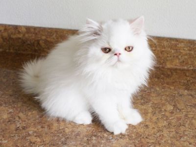 Persian Jewel cattery #6