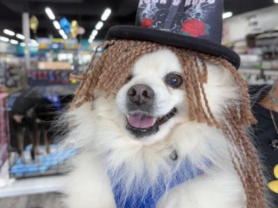 Brooks - Pomeranian Male Dog for Adoption