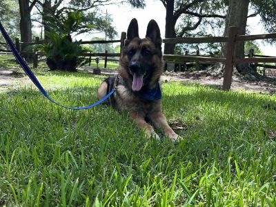 Hercules - German Shepherd Dog Male Dog for Adoption