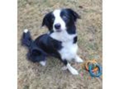Adopt MICAH a Black - with White Border Collie / Mixed dog in Grangeville