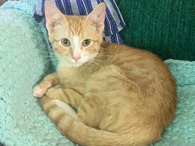 Aries - Domestic Shorthair Male Cat for Adoption