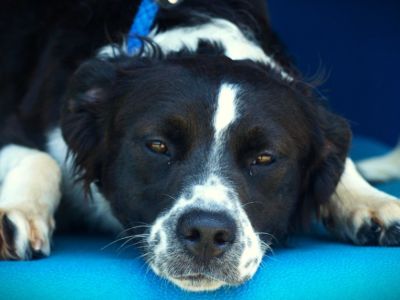 Azalea - Border Collie Mix Female Dog for Adoption