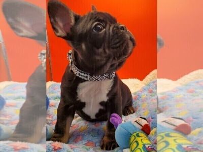 Leo - French Bulldog Male Puppy for Sale