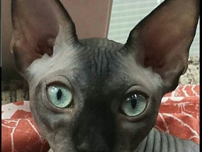 Sphynx #KITTENS #FOR #SALE #SOUTHERN CALIFORNIA #TEMECULA