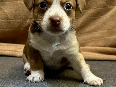 Bingo - Rat Terrier Mix Female Puppy for Adoption