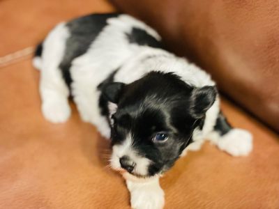 Havanese Puppies