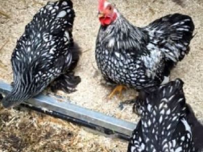 Aubiose USA - Hemp Bedding for Chickens Poultry - Deep Litter Coops