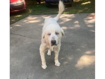 Sandy - Great Pyrenees/Mixed Breed (Medium) Mix Female Dog for Adoption