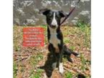 Adopt Fly Rider a Border Collie
