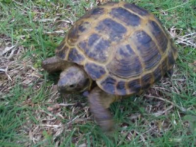 Rare, Russian Tortoise, lives to be 100 years old or more. Still a baby. Will deliver if needed. Com