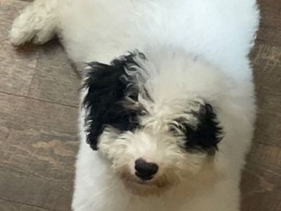 Female Mini Bernedoodle