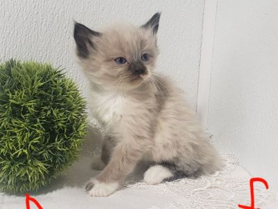 Siamese Kittens