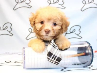 Teacup & Toy Maltipoo Puppies For Sale by Puppy Heaven